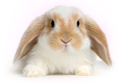 Buy Bunny